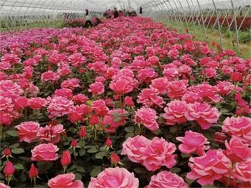 9月27日中国(青州)花卉博览交易会暨第17届山东省花卉交易会举办