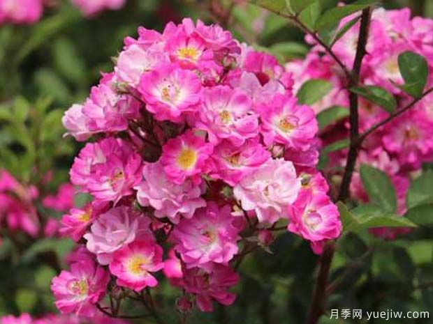 七姊妹蔷薇，春季的网红蔷薇花墙(图1)