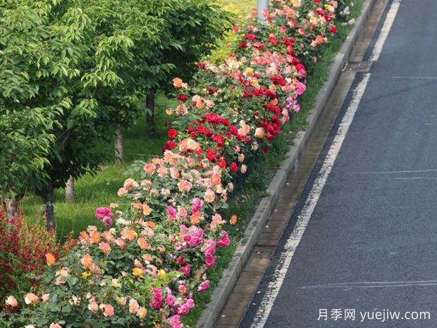 北京环路隔离带上的月季到底是什么品种？(图2)