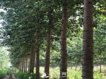 河南周口：培育出不飞絮的杨树新品种