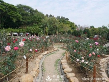 广州“五彩缤纷”的月季花园，开满全园，游客赞道太美了