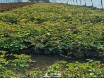 各类盆栽月季上市，南阳杯苗基地全国批发中