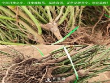 月季裸根苗，小高杆月季和3公分月季树发往陕西