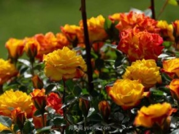 安阳市滑县森林公园月季花开放，赏花打卡正当时