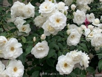 世界上Zui受欢迎的纯白色藤本月季花—藤冰山