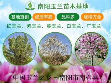 行道树的分类，常见的常绿行道树品种有哪些？