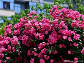 武汉新增多条绝美月季花道，江城处处花海景观