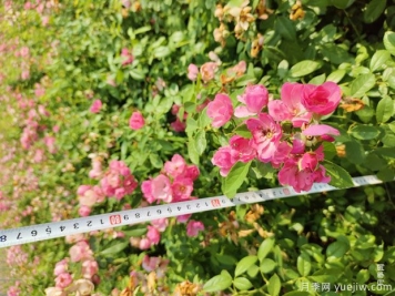 安吉拉月季盆栽苗，60厘米高基地发货