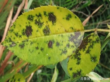 深秋天季节月季出现斑点的病害原因与防治