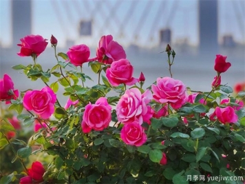 月季盛会，南阳将举办2023中国·南阳首届世界月季博览会