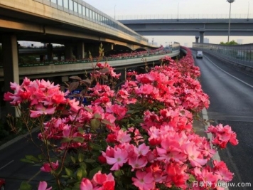 30万株新品种，杭州高架月季会带来什么样的惊喜？