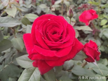 原产中国的玫瑰花(月季花)，是如何成为美国国花的？