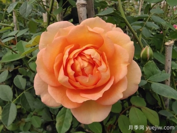 中国月季：欧洲玫瑰花的祖宗，为世界园艺做出了巨大贡献