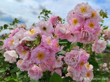 山木香和野蔷薇的辨识区别