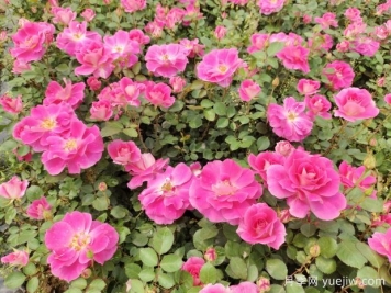 仙境盆栽月季杯苗粉色丰花，绿化工程批发