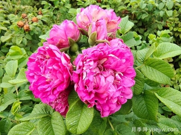 紫枝玫瑰，一年多次开花的绿化玫瑰