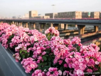 杭州高架月季实现定期开花，是如何进行花期调控的？