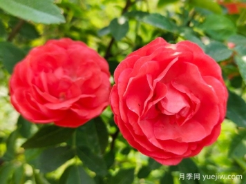 种上木香蔷薇花蛮强爆花，红橙白黄木香你喜欢哪个？