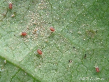 月季常见病虫害之红蜘蛛的习性和防治措施