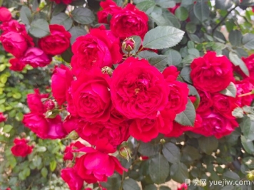 6款红色系的藤本月季品种，适合打造网红花墙
