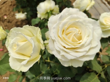 十一朵白玫瑰的花语和寓意