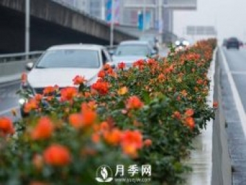 月季花期可调控，看武汉10月中旬月季花艳丽开放