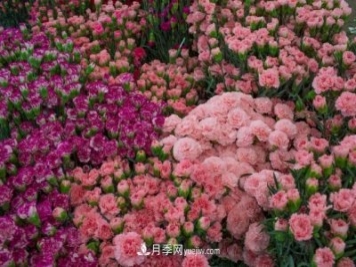 中国6大花市，全国花卉批发市场介绍