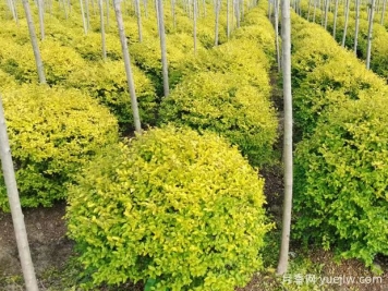 荆门沙洋县十里铺镇4万亩苗木成为致富的绿色产业