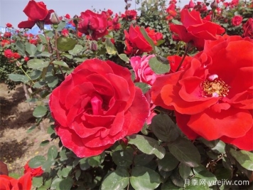 月季、玫瑰、蔷薇分别是什么？如何区别？
