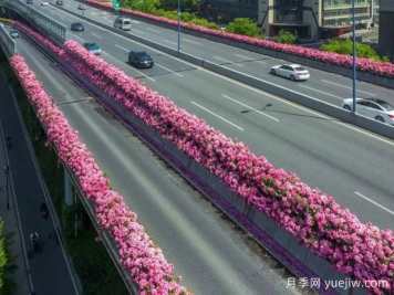 杭州高架月季初开，2024年又到走花路时间