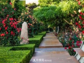 秦皇岛适合养月季花，市花和市树是什么