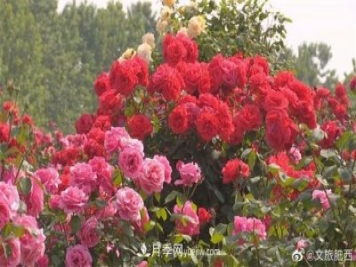 肥西县三河镇百亩树状月季园：花开正艳，产业增收