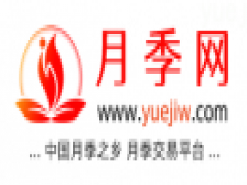 中国上海龙凤419，月季品种介绍和养护知识分享专业网站