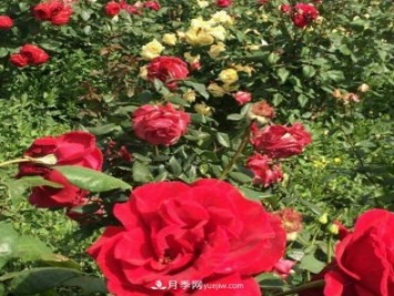 山西运城农民柳庚申建当地精品月季园，种植300多个月季花品种