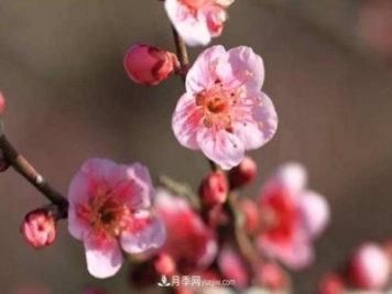 淮北市的市花是什么？月季花的花语寓意
