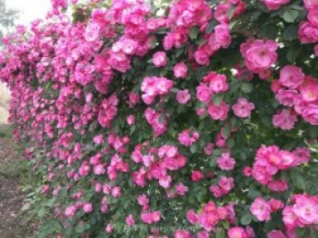 推荐3种爬藤月季，花园里轻松打造漂亮花墙